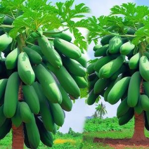 ২ প্যাকেট একসাথে কিনলে সাম্মাম ফলের বীজ ফ্রি